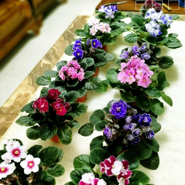 家里光照不足建议养这10种耐阴花,阴暗无光角落适合养什么花