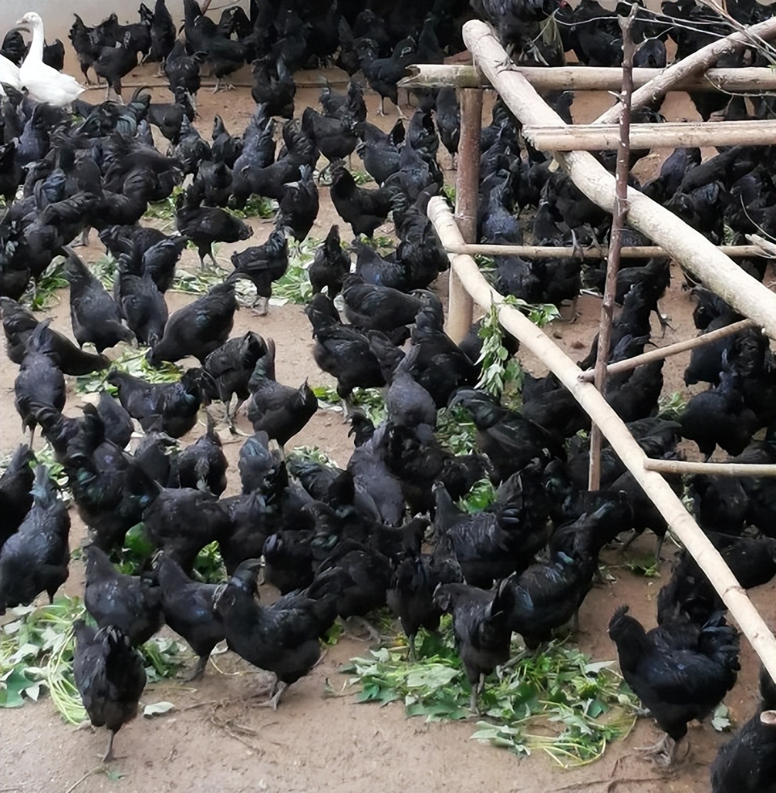 四川富翁刘文均：百万家产给前妻自己住进深山，养黑鸡年入400万