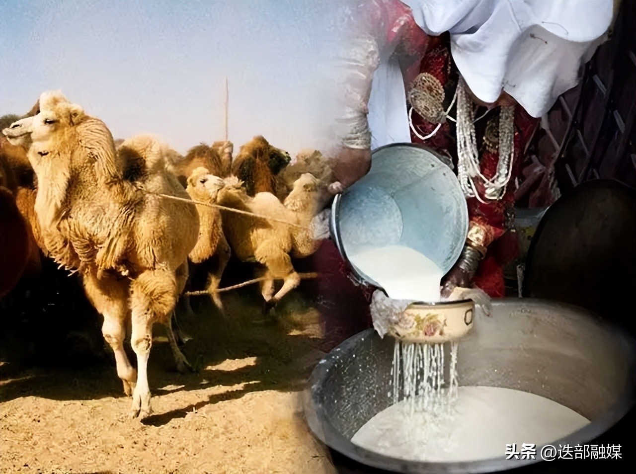 牛奶羊奶骆驼奶哪个营养价值高,牛奶羊奶骆驼奶哪种含乳糖低