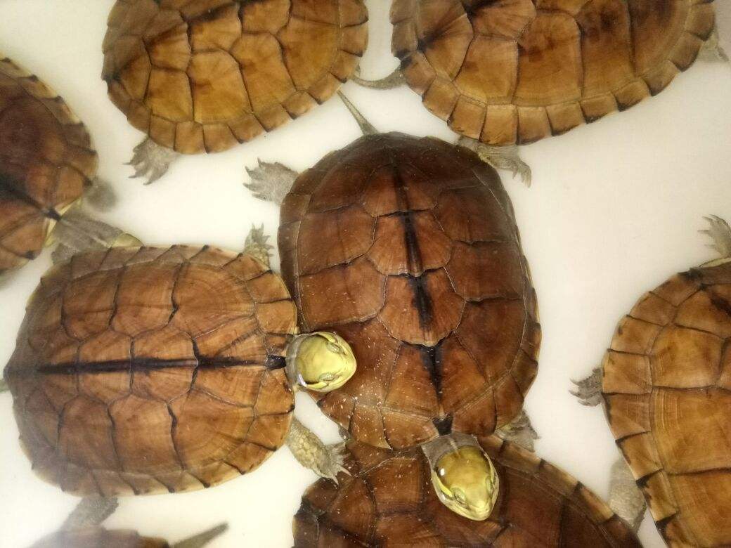 石金钱龟以前为什么辉煌,石金钱龟为什么崩盘