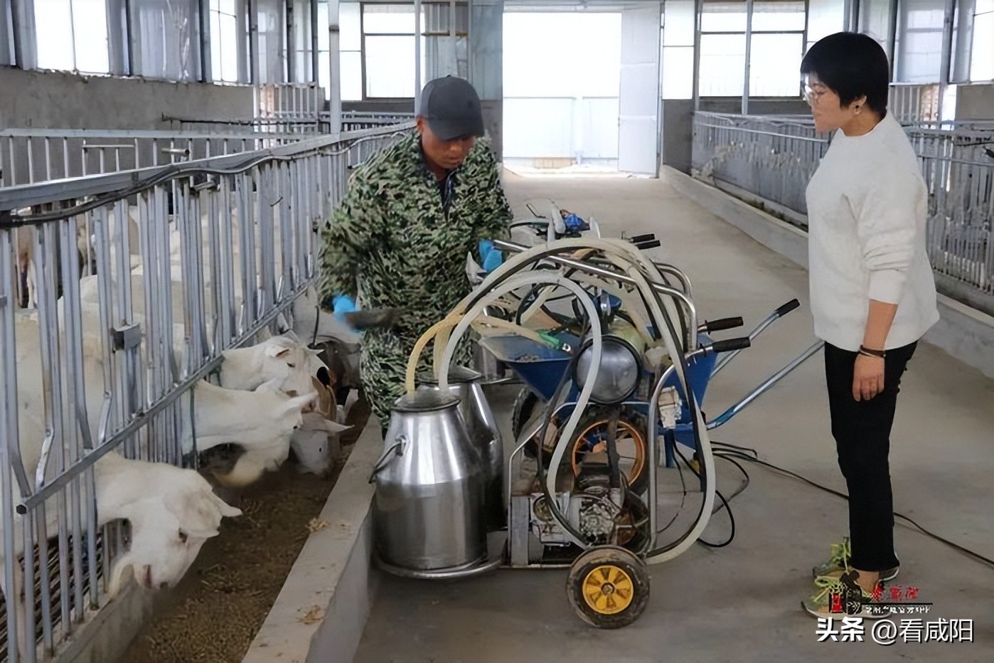 奶山羊养殖致富,奶山羊致富成了新选择
