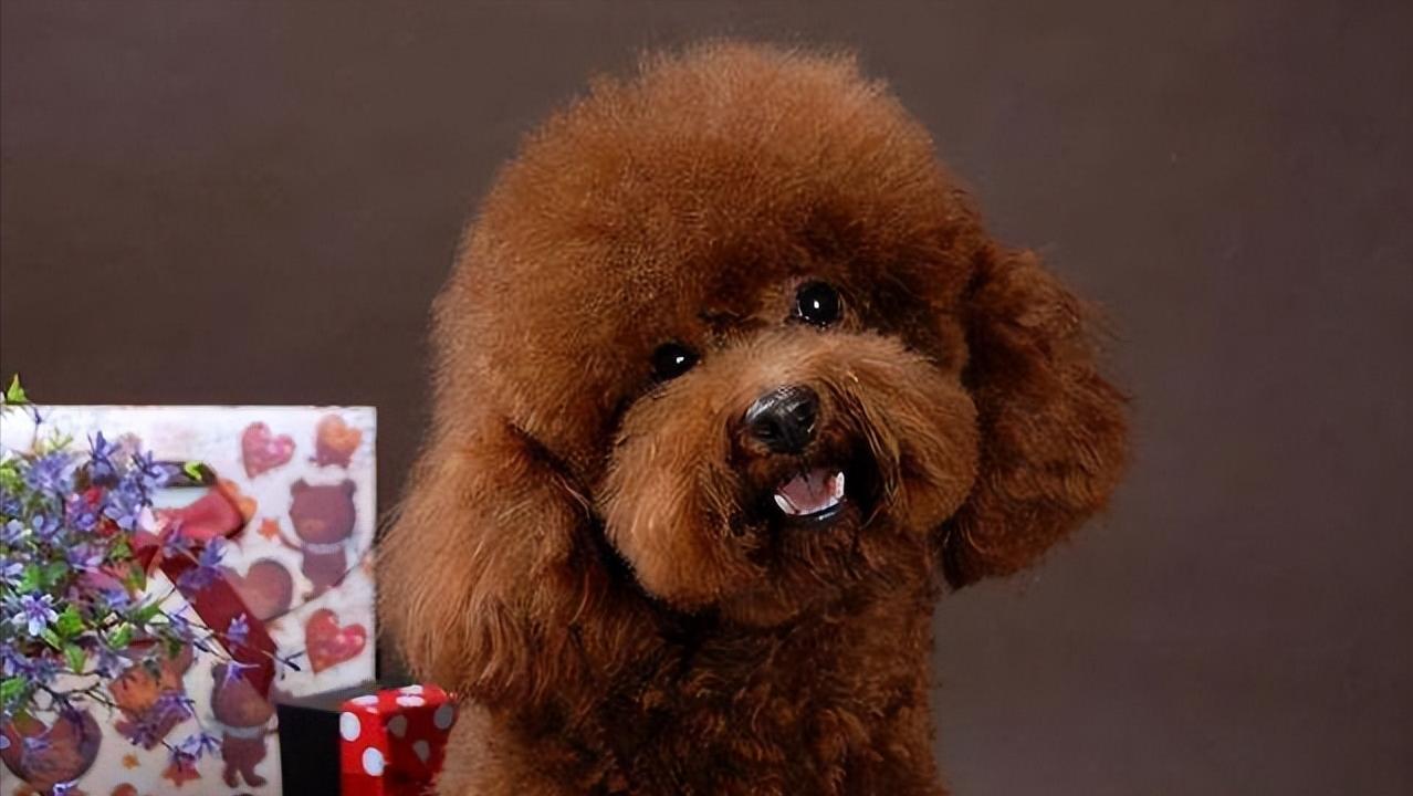 如何预防贵宾犬挑食,贵宾犬挑食不吃食