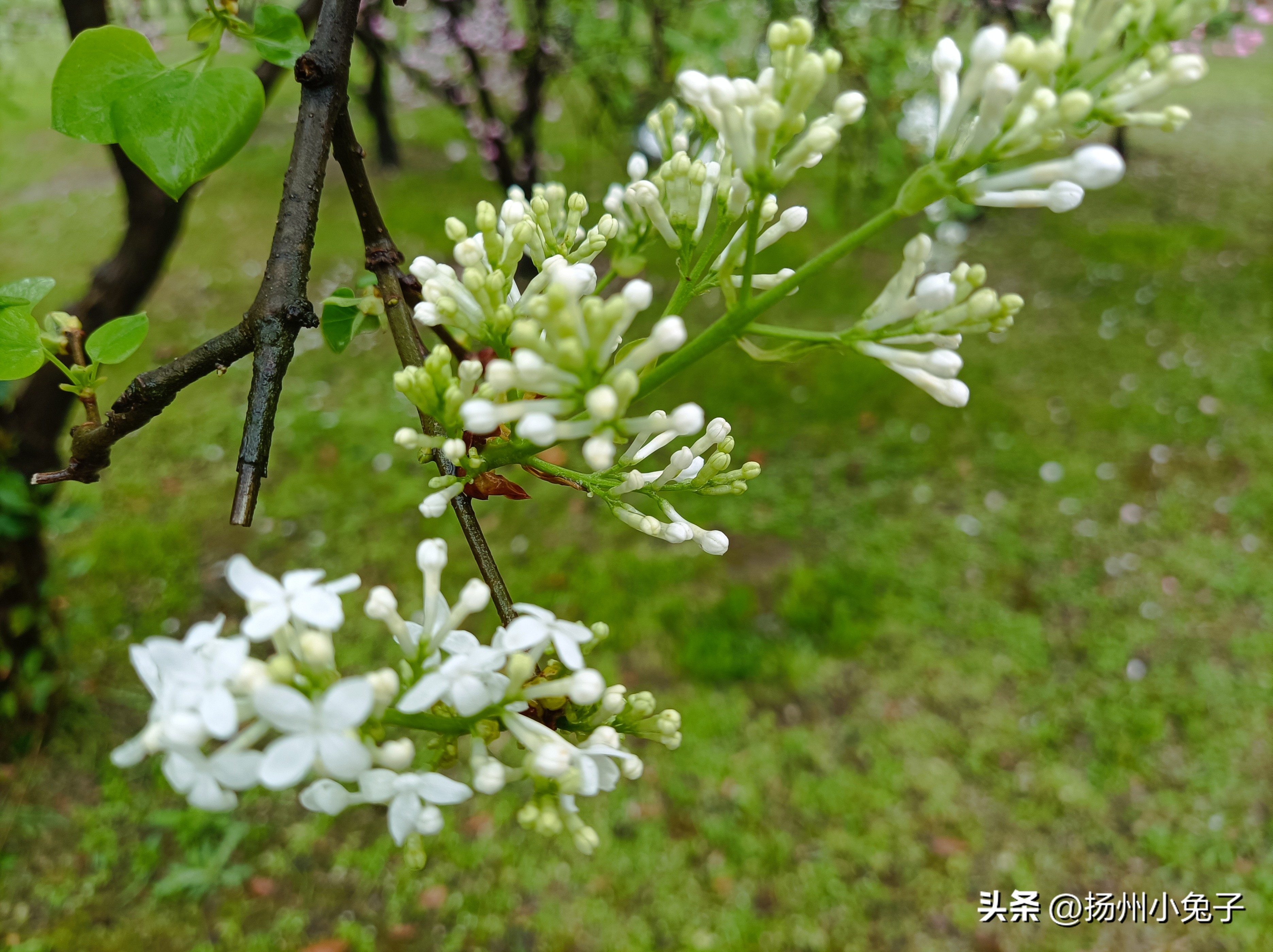 瘦西湖是下雨天去还是晴天去,瘦西湖下雨天能玩吗