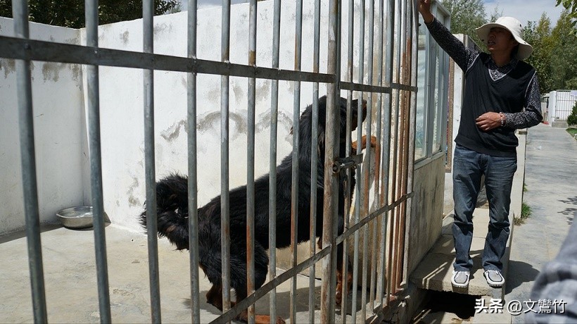 两夫妻走到西藏无人区碰见狼群,真正古老的纯种藏獒