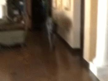 世界最大的狗要多少钱一只,世界上最大的狗狗排行榜第一名