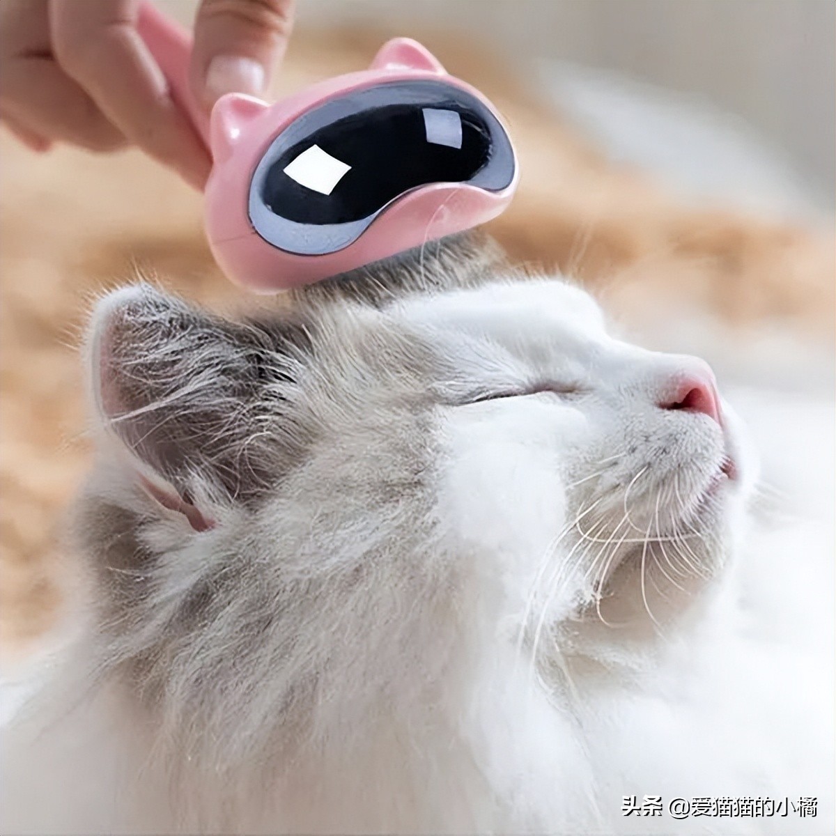 第一次养猫哪种喵星人最适合新手 (养猫必备清单及价目表)