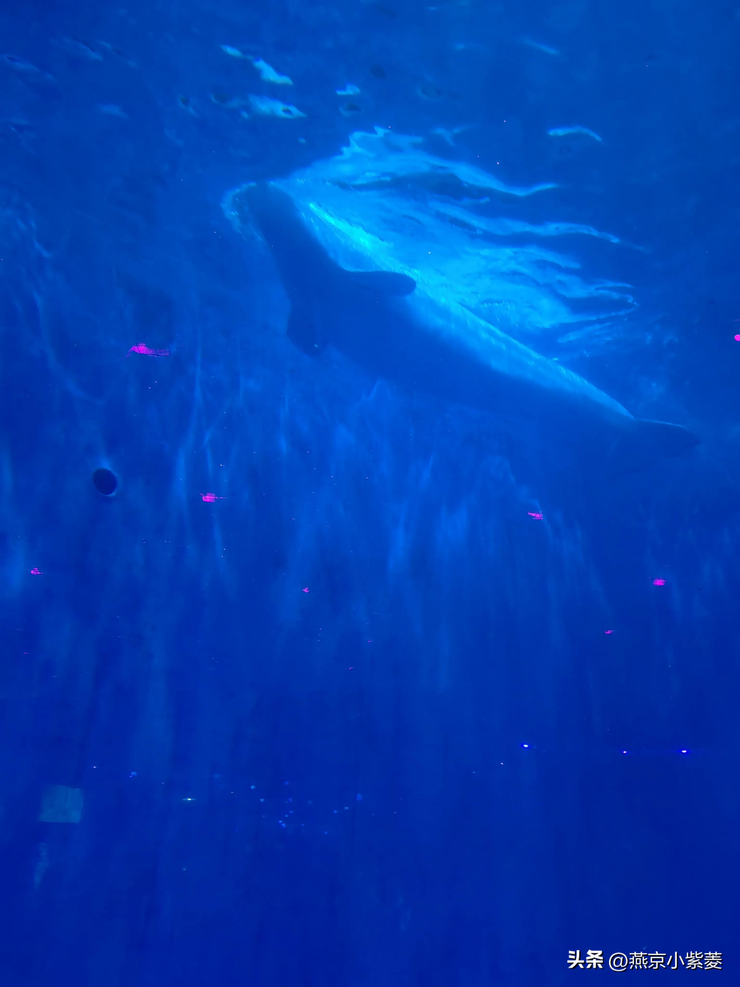 青岛海昌极地海洋世界好玩吗,青岛海昌极地海洋世界vs青岛海底世界