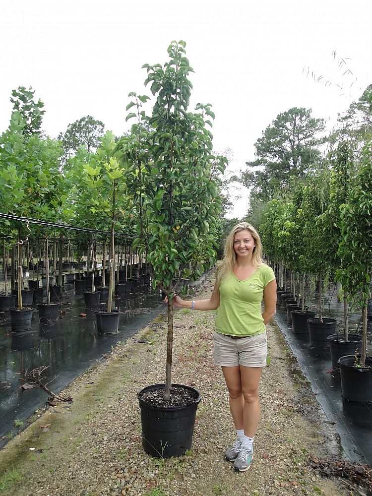 彩叶豆梨10-12公分最新报价,浙江彩叶豆梨多少钱一棵