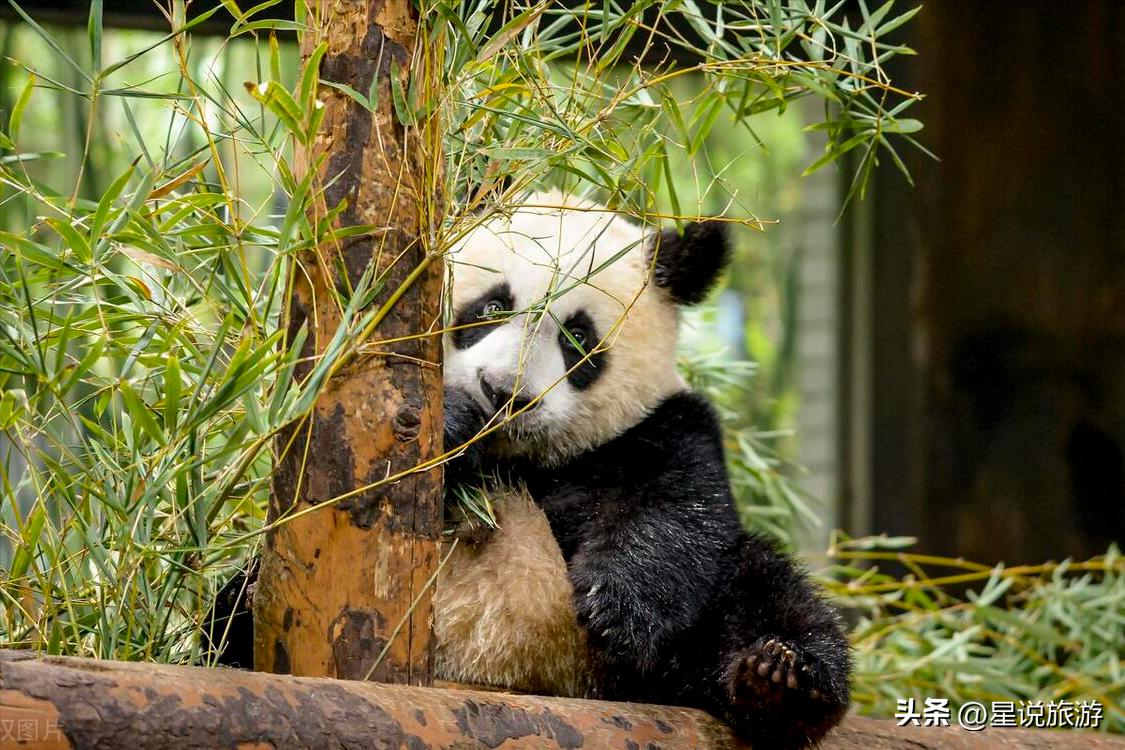 上海5a级景点排名榜名单公布,上海周边有山的5a景区