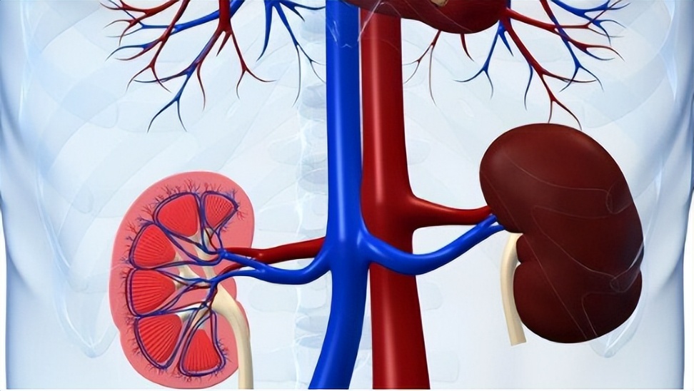 肾结石不能吃鸡蛋吗需要注意什么,肾结石鸡蛋不能吃还能吃什么