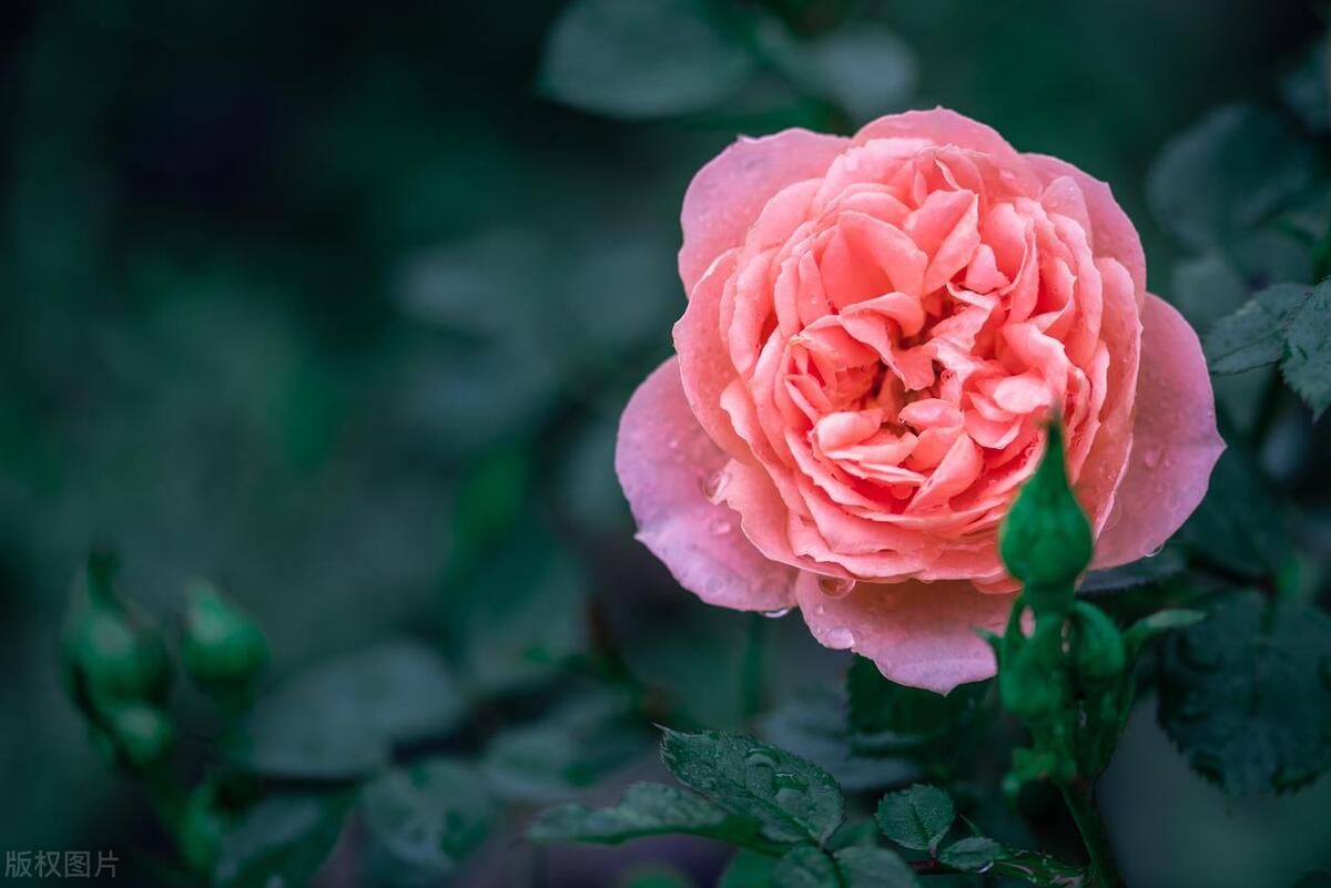 论语含中金字的成语,论语十二章指清贫的成语