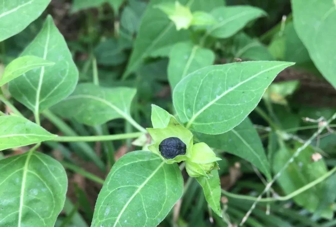 指甲花的图片和特征,干净耐看短指甲花
