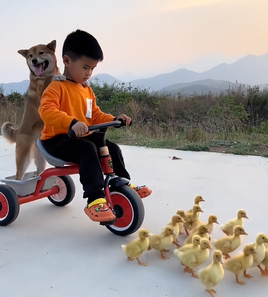 “狗界巅峰”：“把鸭当妈”骑鸭背上，全网最萌小狗吸粉550万