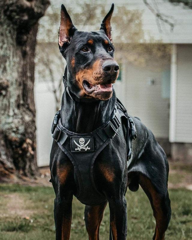 这些狗早就禁养了，你们却一无所知，个个都是“大冤种”