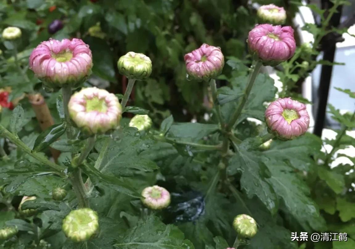 菊花盆栽枯萎后第二年能长新芽吗,刚买回来的菊花花朵枯萎了怎么救