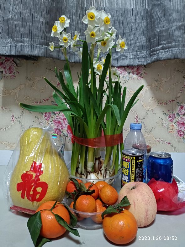 散文兰花500字,散文水仙花