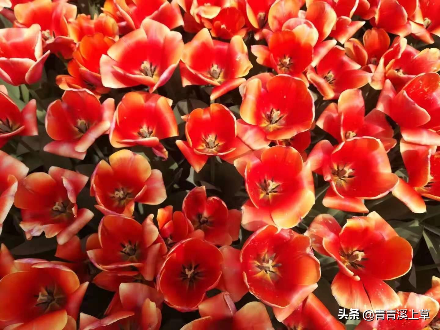 开封天波杨府最新视频,开封天波杨府表演时间