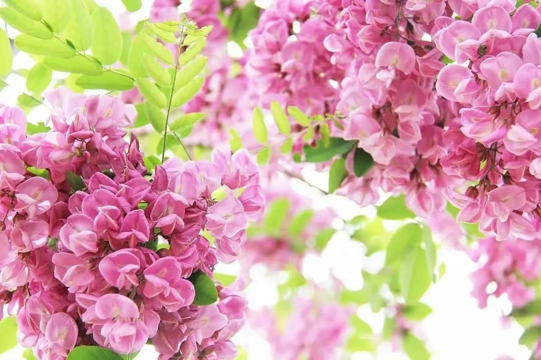 技术投资和价值投资的理解,段永平对价值投资的理解