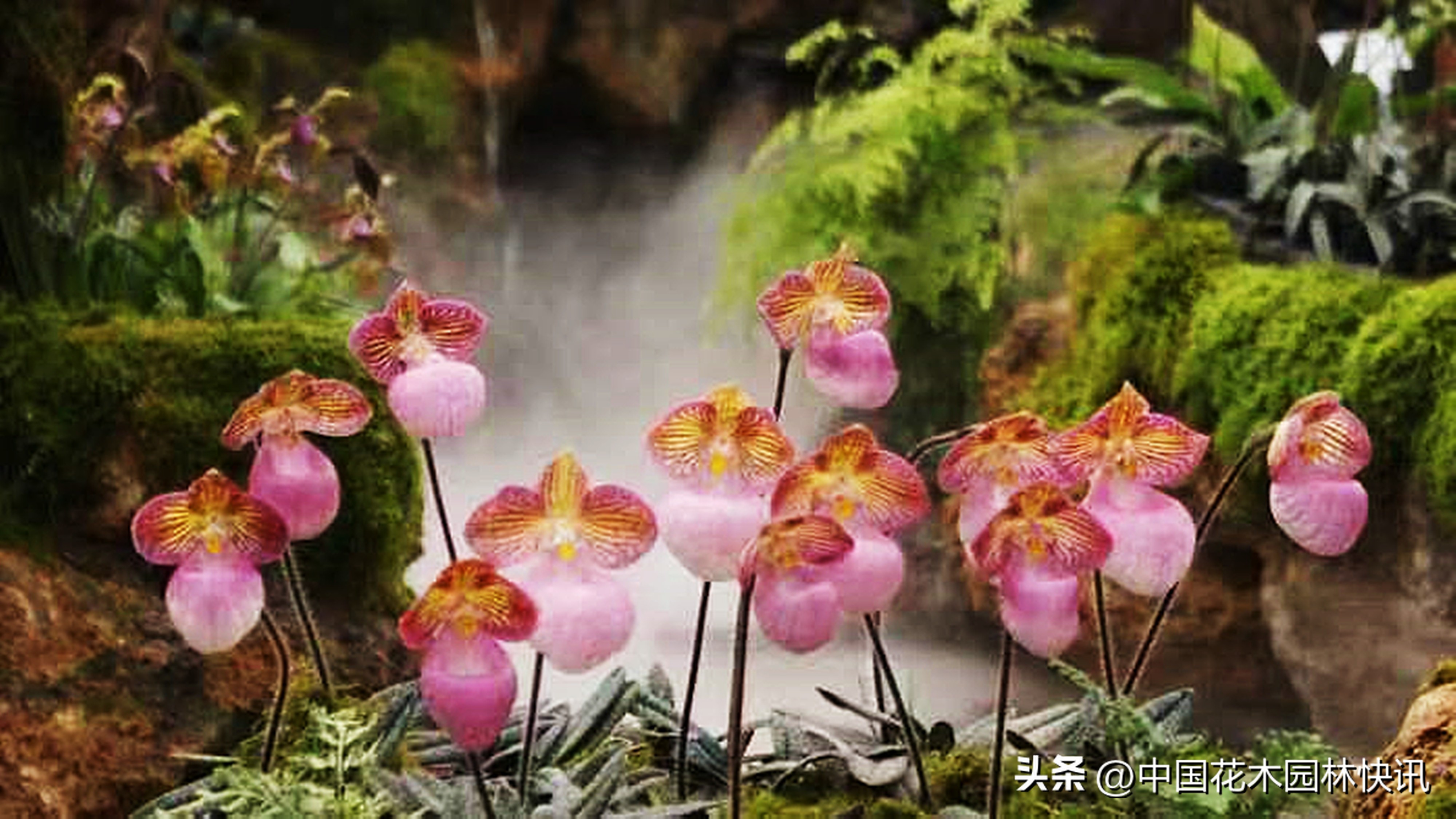 贵阳兰花展日期,11届中国兰花贵阳博览会