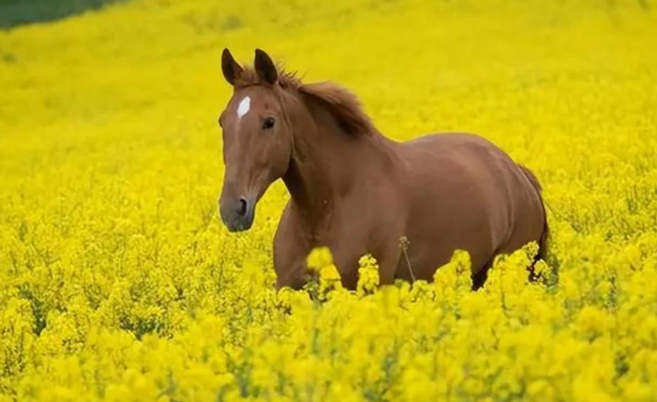 马和牛能够杂交吗,公马和母牛算杂交育种吗