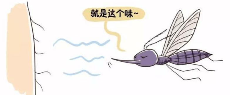 蚊子太烦人了晚上睡不着,总被蚊子吵醒还找不到蚊子是为啥