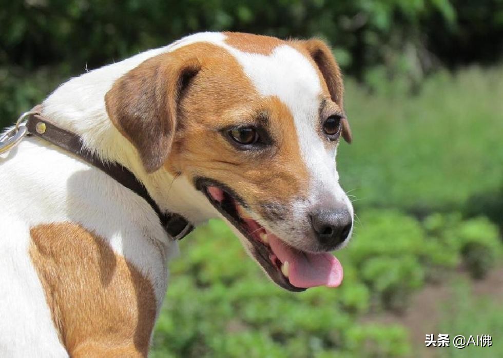 美国犬种有哪些,美国五大传奇犬种