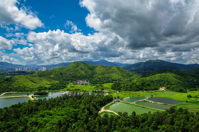 宁夏百年老枸杞,宁夏红枸杞美景