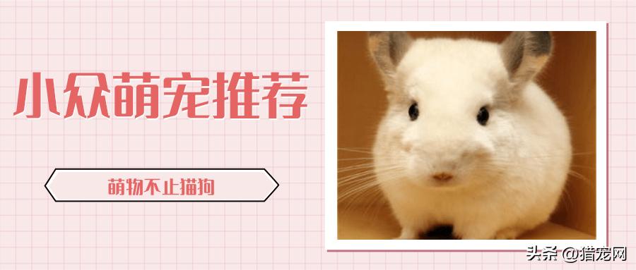 小众萌宠,小众宠物