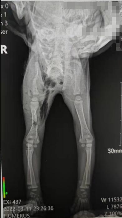 宠物医生，猫咪右手臂骨折，伤口化脓发炎怎么办？