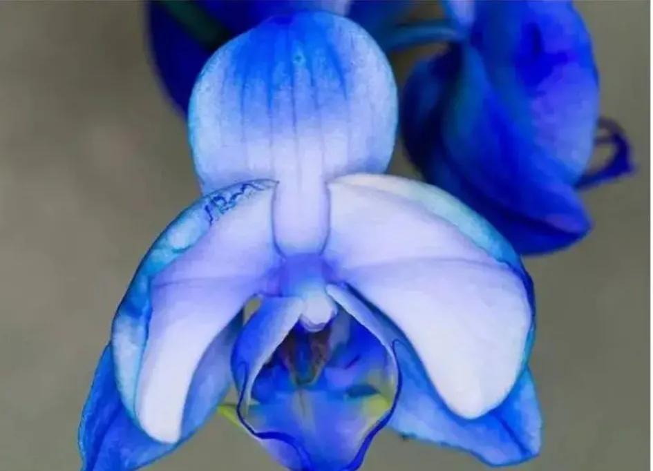 兰花的唯美图片,珍稀兰花各色大全