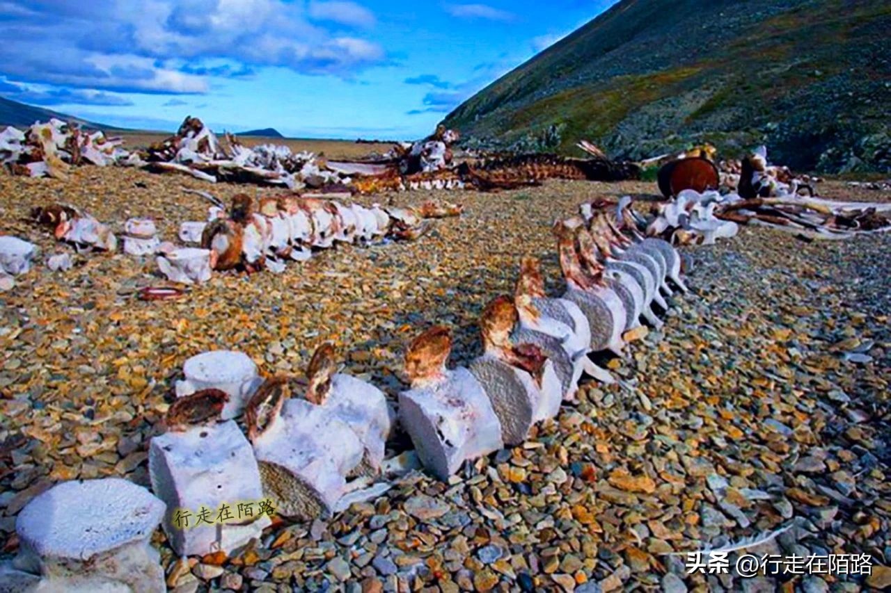 被老外忽悠的因纽特人,因纽特人被忽悠拍摄