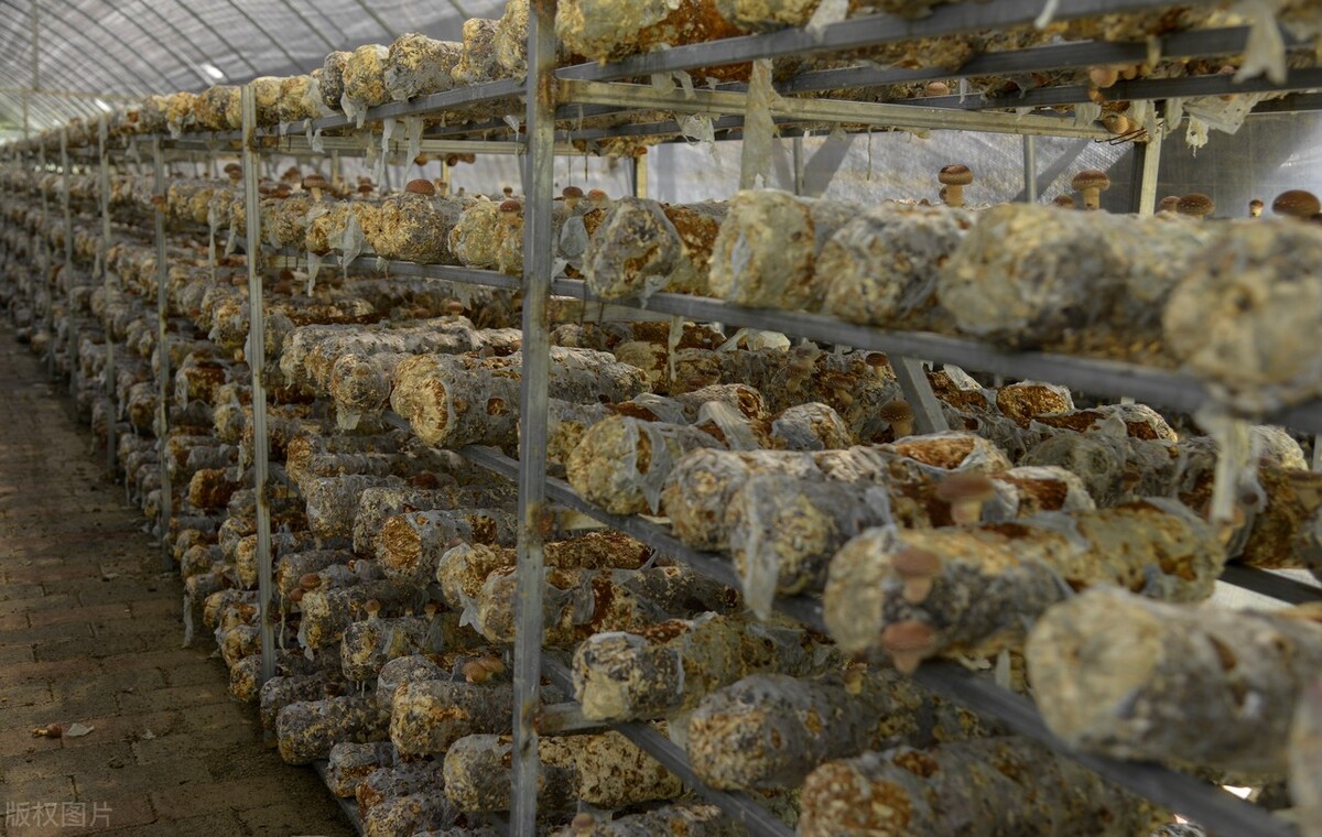 绿色农产品怎样发展,绿色农产品创业前景