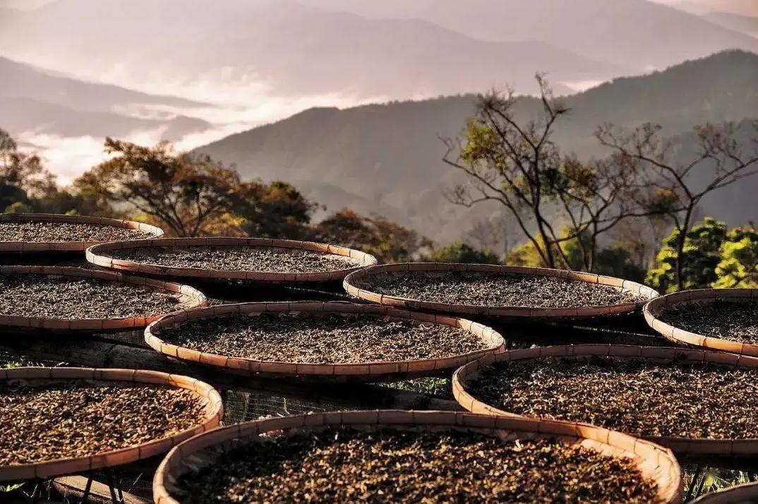 喝普洱熟茶就像喝脏水一样吗,普洱熟茶变质了喝了会怎么样