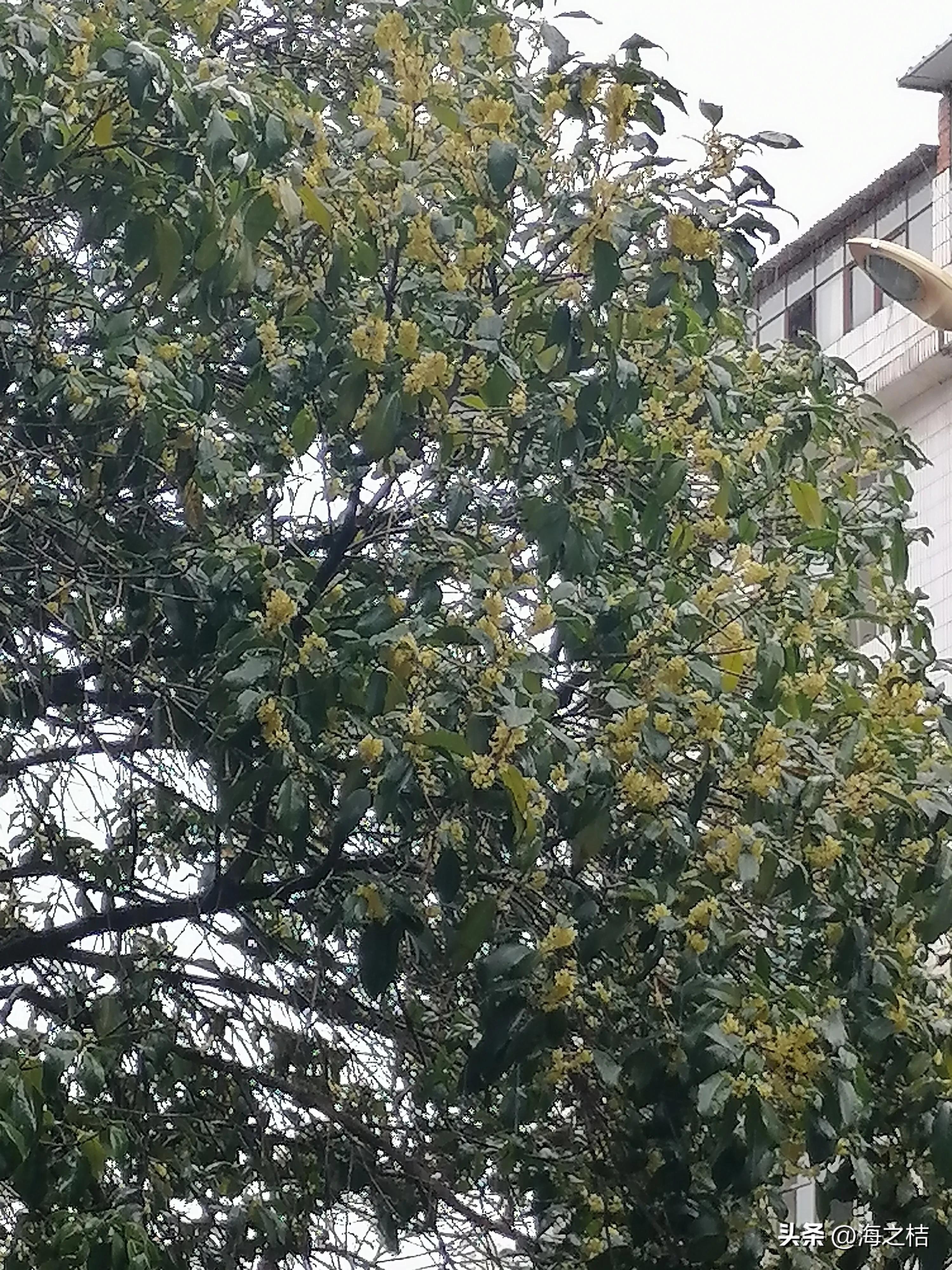 桂树城（开篇）：铁树变异桂树开花