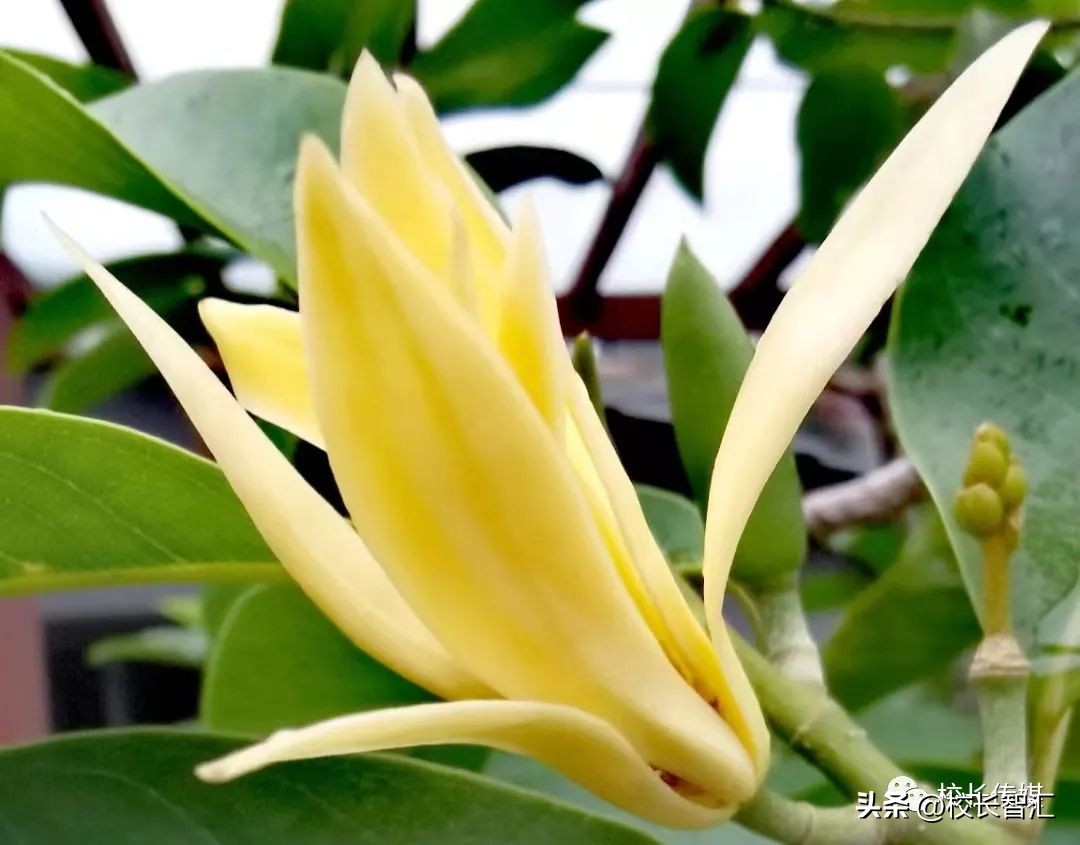 张俊容：中层干部的角色定位与责任担当