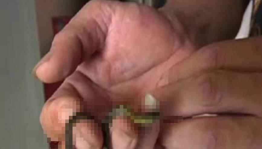 海南巨蟒为报恩甘愿当保姆,两名男子救下巨蟒