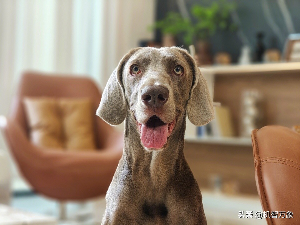 opporeno10pro澶滄櫄鎷嶇収鏁堟灉,opporeno10pro鎷嶇収鏍峰紶