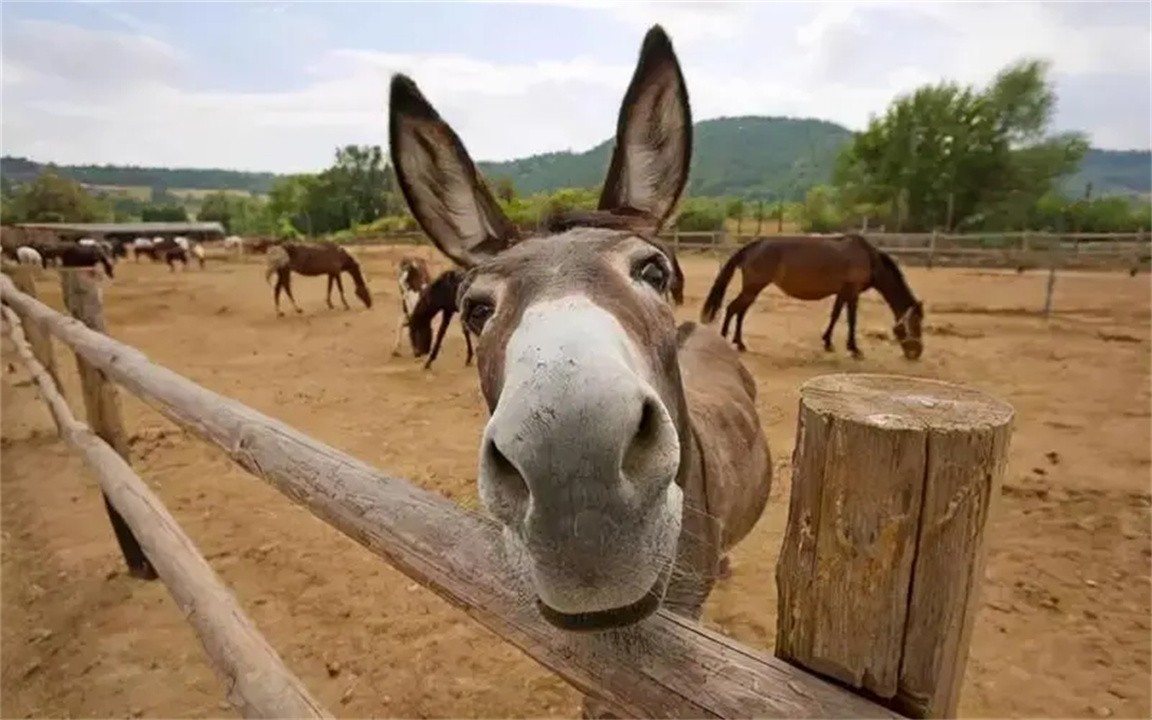 骡子怀孕必死？为何骡子无法生育后代？原来是“马和驴”惹的祸
