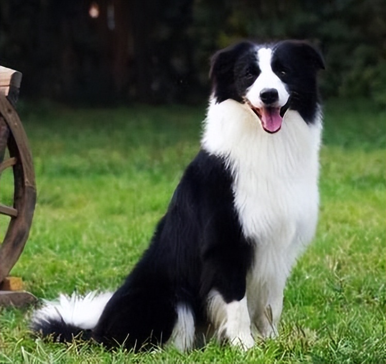 边境牧羊犬黄色多少钱,边境牧羊犬知道主人是狗吗