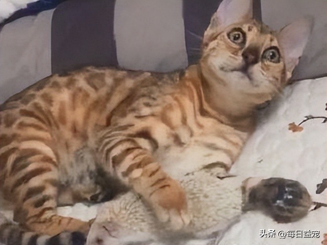 傻猫摸小刺猬被吓到了,傻猫欺负小鸡