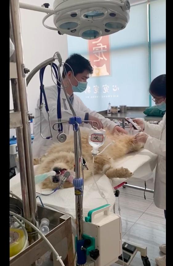 萨摩耶主人得癌症,萨摩耶被卖给狗贩子