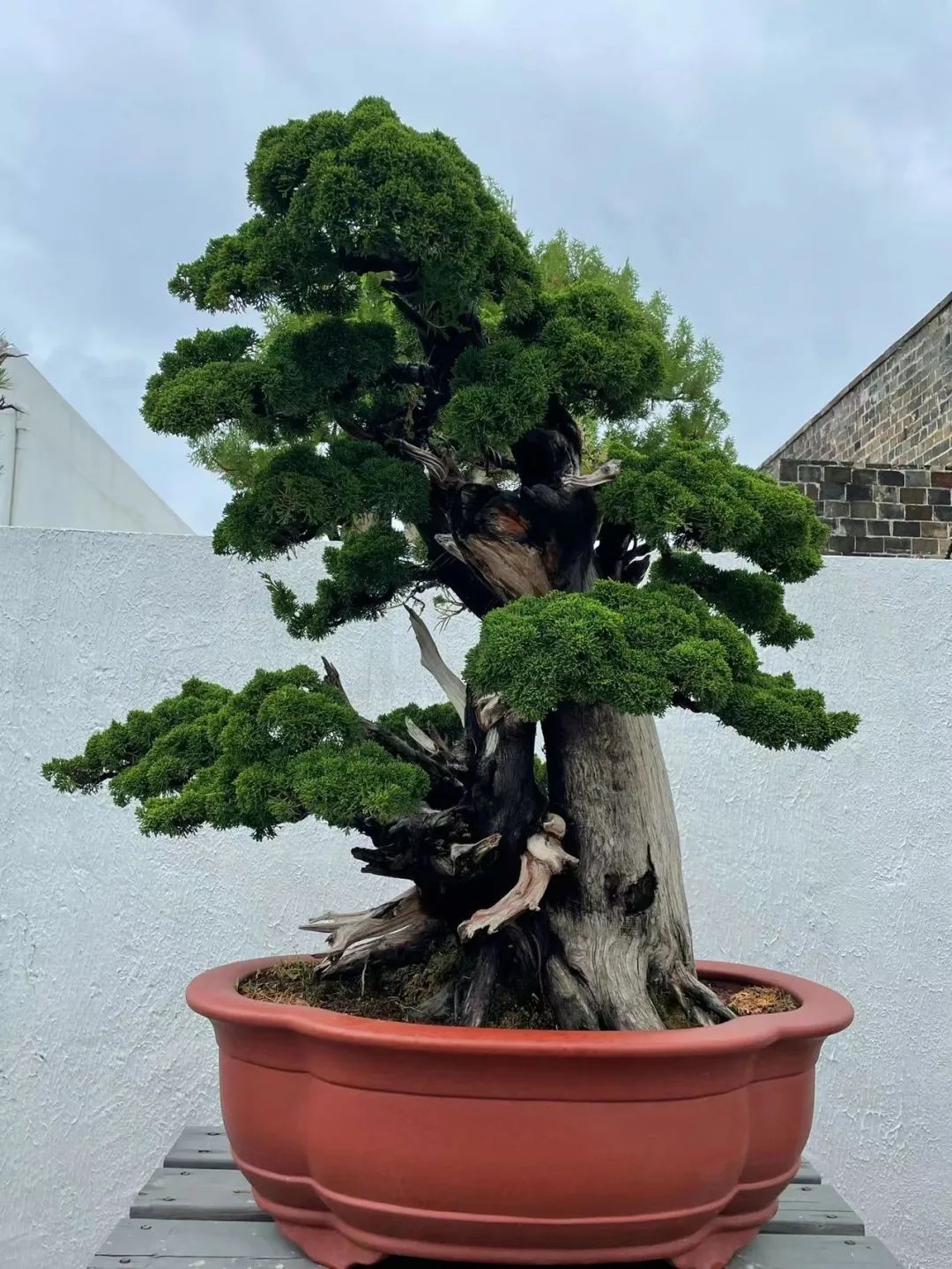 家庭招财植物摆放禁忌,家里适合摆放什么招财的植物