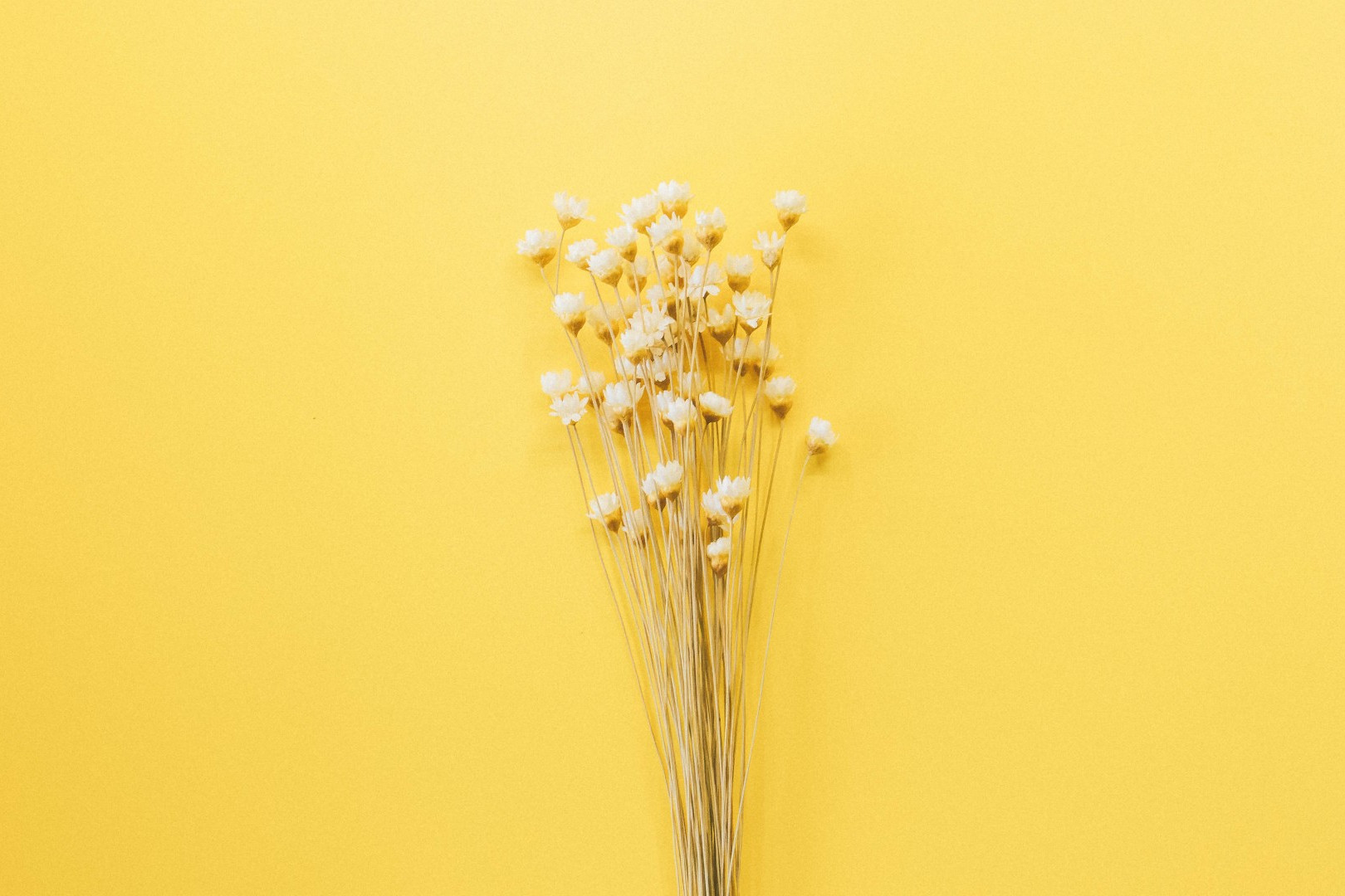 2023年属兔的处女座的运势,处女座2023年运势完整版