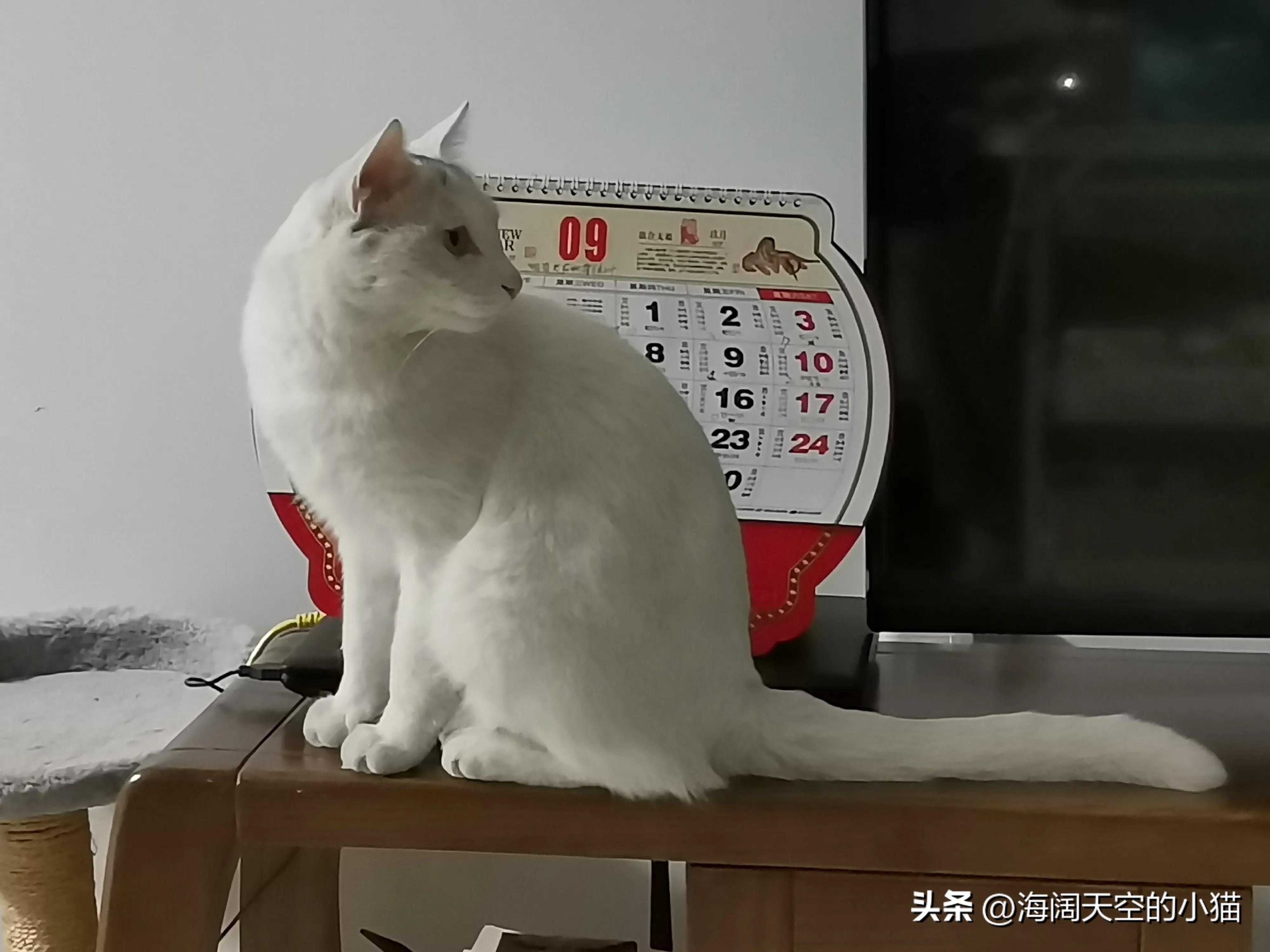 家里养三只猫也会孤独吗,家里三只猫会有领地意识吗