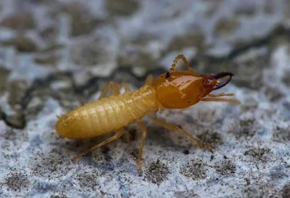 灭白蚁药,特密得白蚁药使用方法
