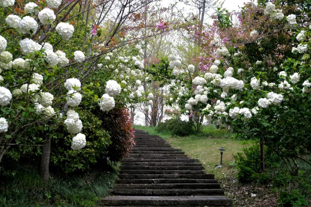 听我的，四月的杭州才是浪漫天花板。