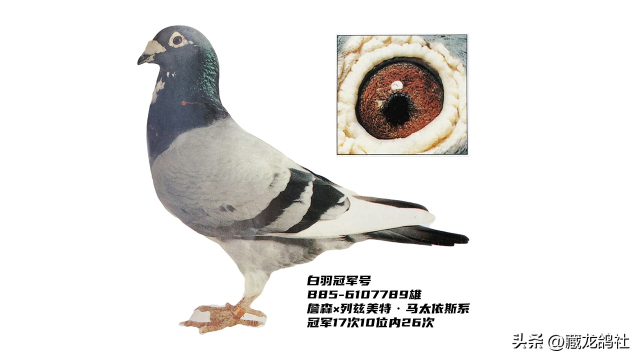 赛鸽的最新训练方法,赛鸽训放技巧和方法