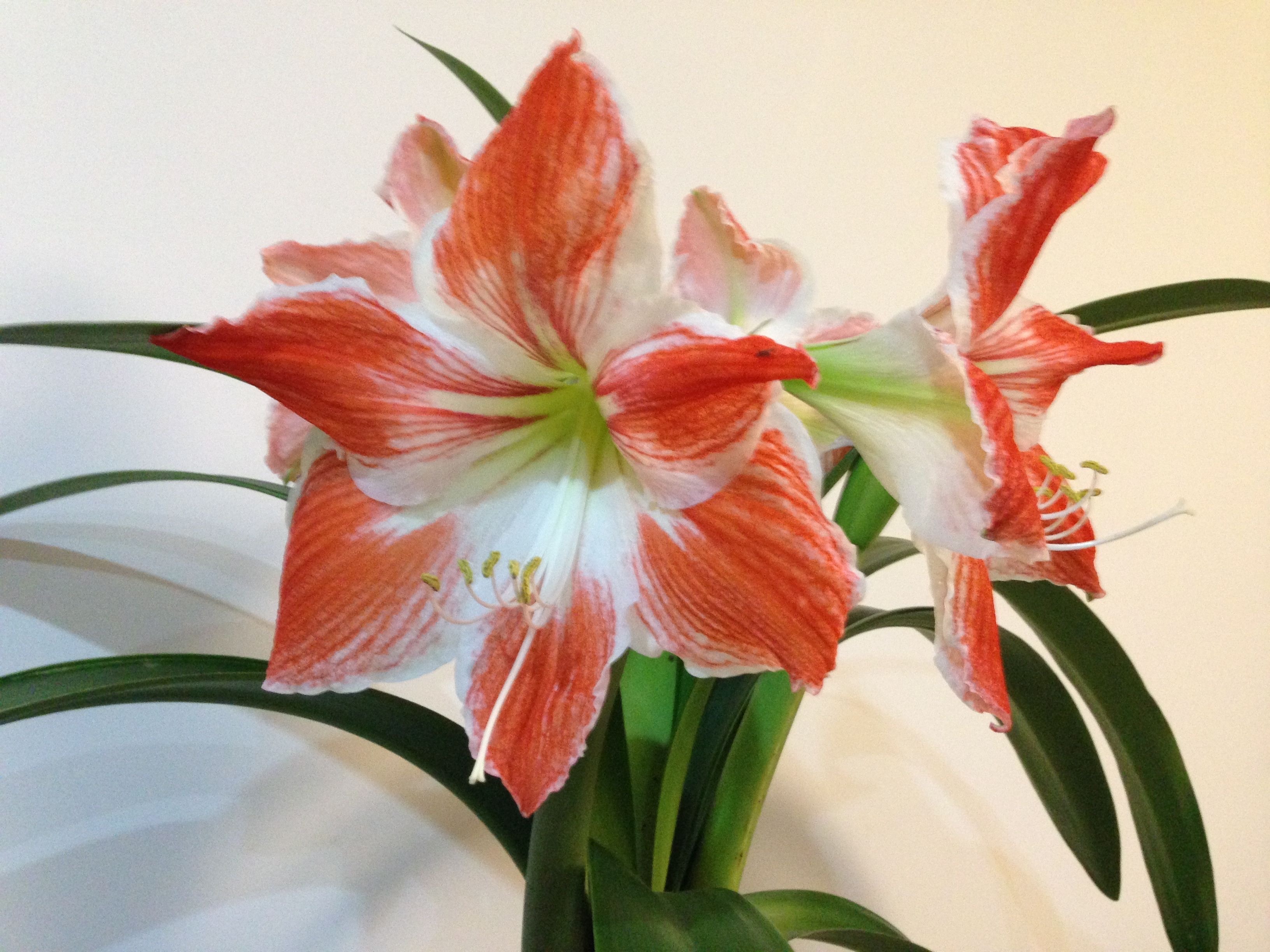 朱顶红怎样养才能开花,朱顶红怎么养才能开花结果