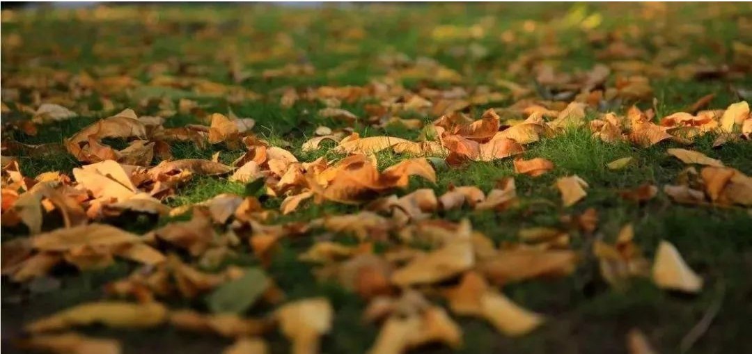 园林绿化草坪冬眠季养护管理要点及其注意事项