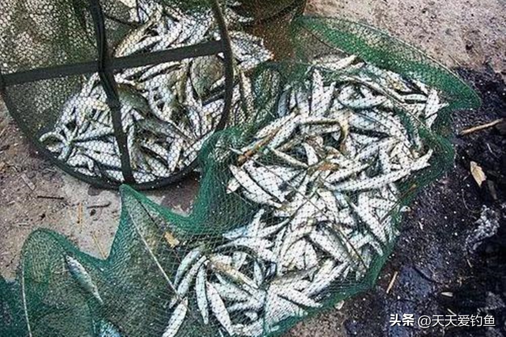 天热钓不到大板鲫视频,阴雨天钓白条技巧和方法